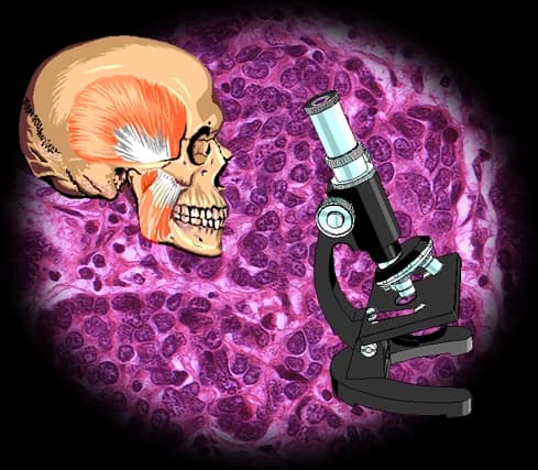 anatomy & histology (ECU)